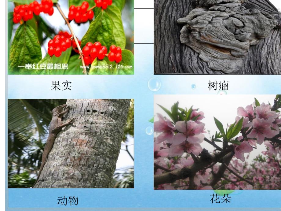 教科版小学科学四年级上册《我看到了什么》课件_第4页