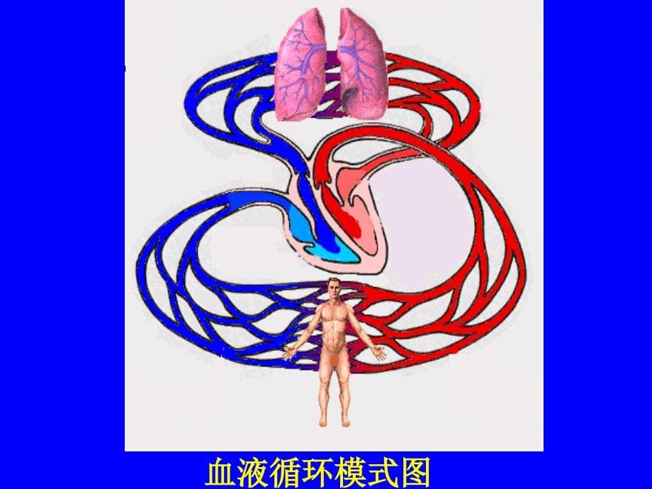 第四章 血液循环BloodCirculation_第5页