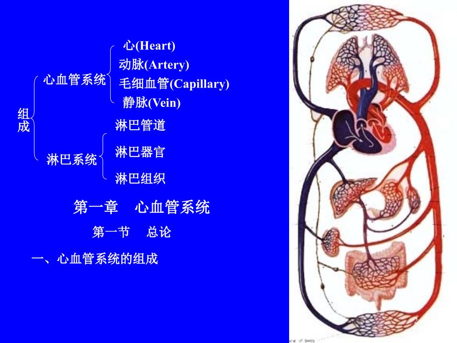 心脏动脉系统_第2页