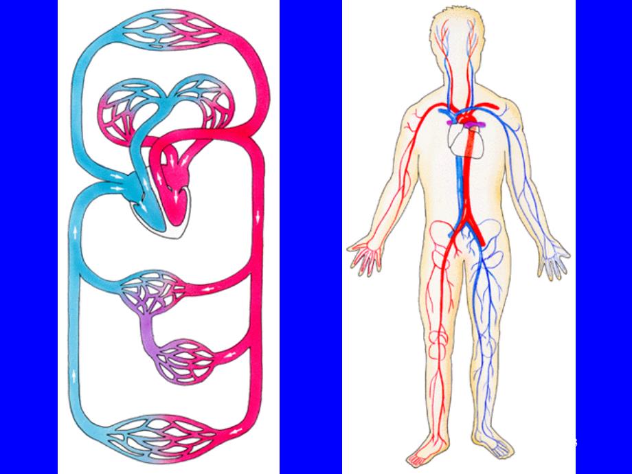 心脏动脉系统_第3页