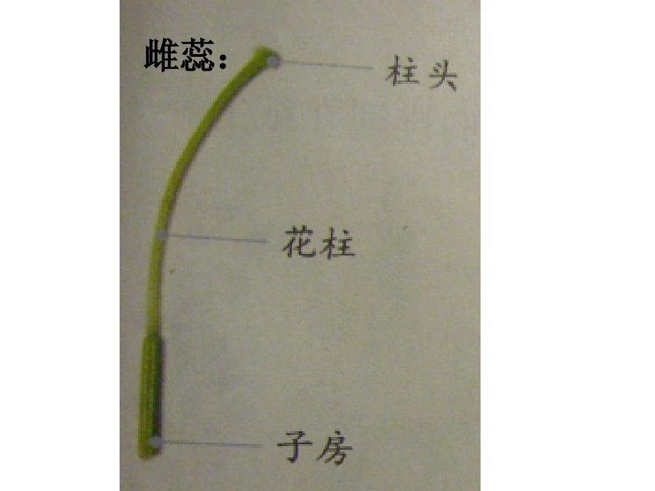 教科版小学科学四年级下册《花、果实、种子》课件_第4页