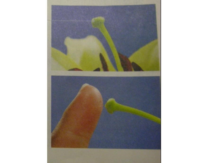 教科版小学科学四年级下册《花、果实、种子》课件_第5页