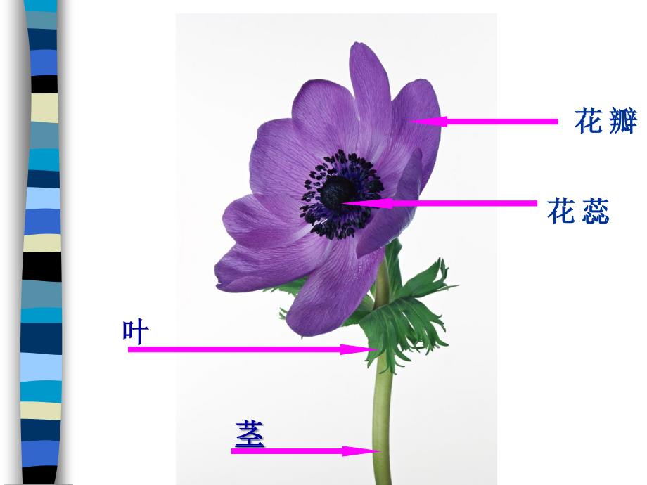 人美版小学美术二年级下册《茂密的花》课件》_第3页