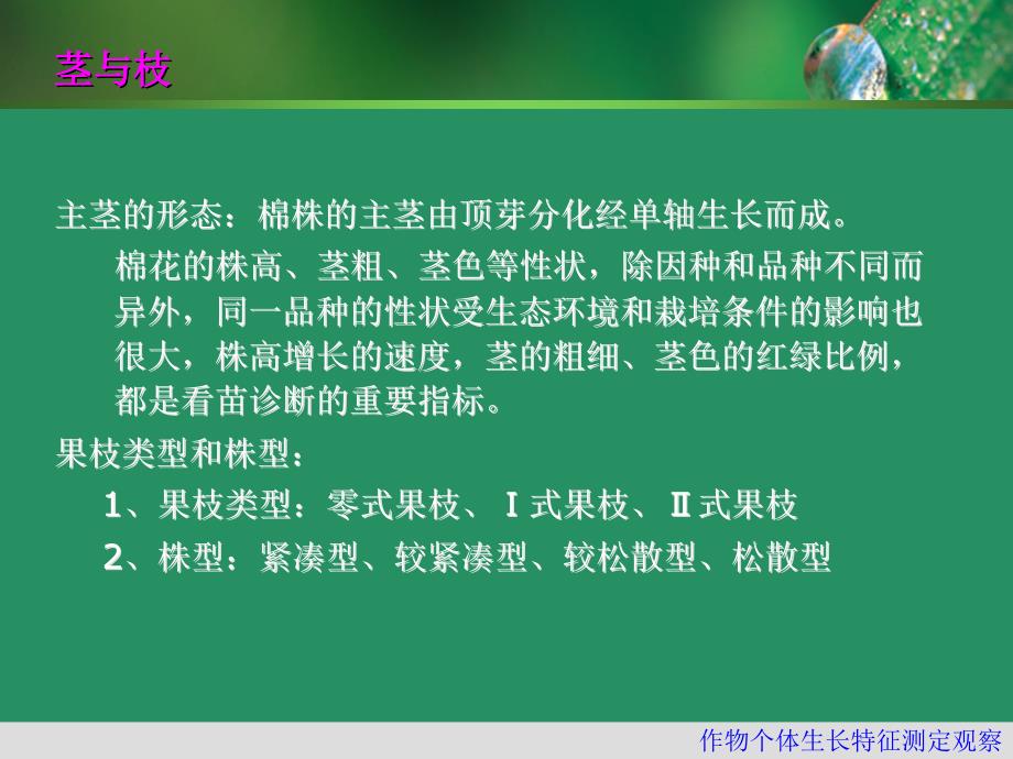 棉花的生长发育_第4页