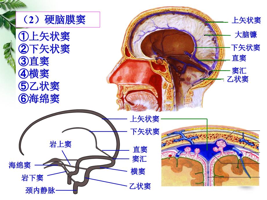 解剖学神经系统脑和脊髓的被膜血管和脑脊液循环临床专业2015_第4页