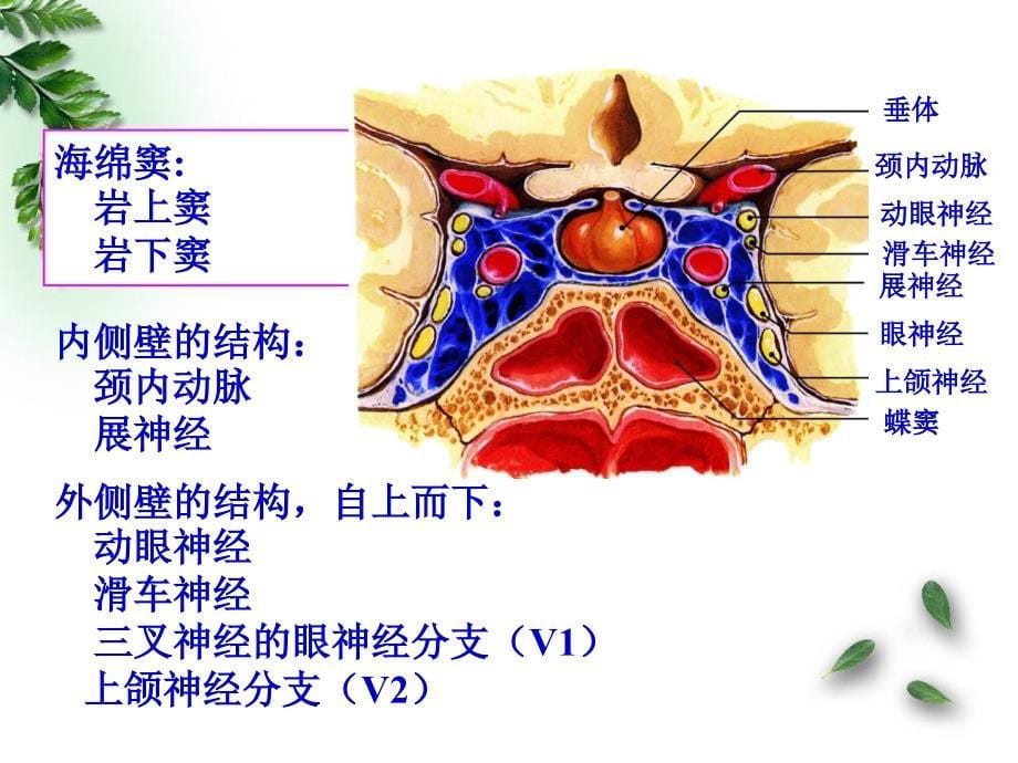 解剖学神经系统脑和脊髓的被膜血管和脑脊液循环临床专业2015_第5页