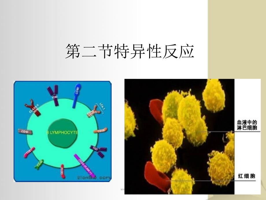 浙科版生物必修3特异性反应共33张_第1页