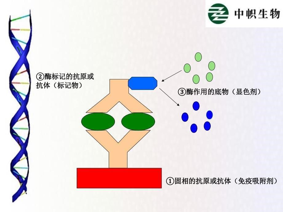 酶联免疫吸附反应ELISAEnzymeLinkedImmunosorbnentAssay_第5页