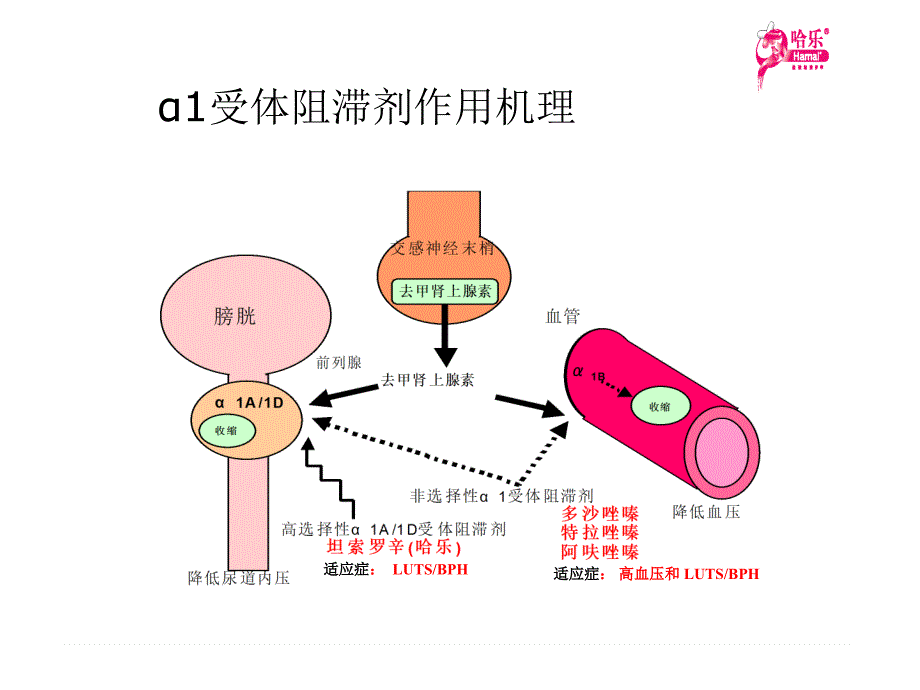 α受体阻滞剂治疗LUTSBPH的心血管安全性和_第4页