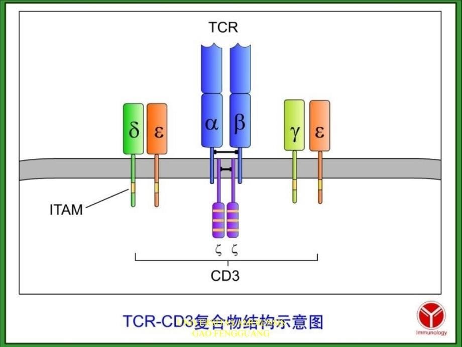 新版T细胞2005-9_第5页