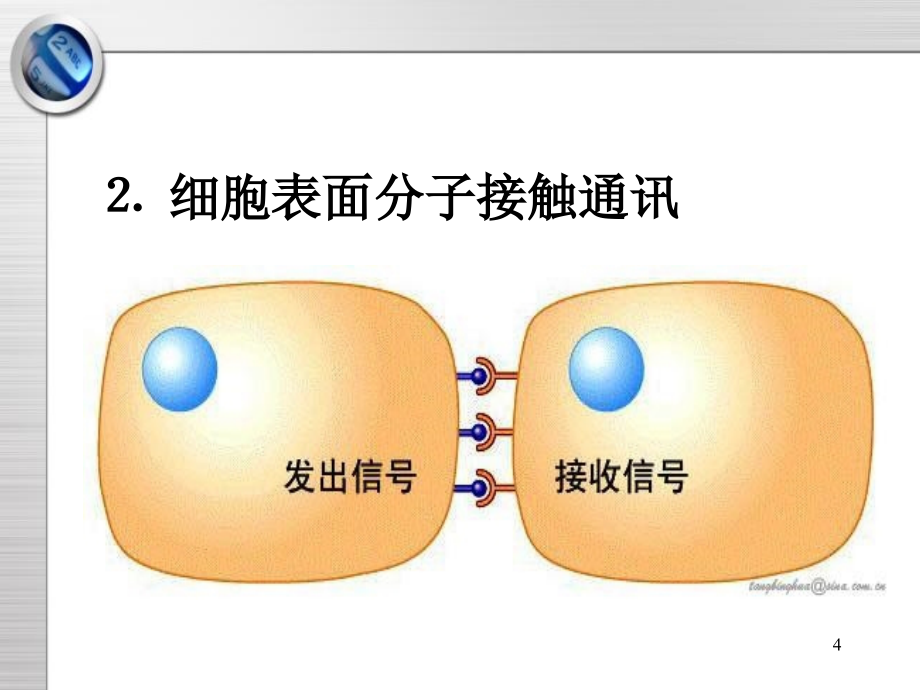 细胞通讯与信号转导研_第4页