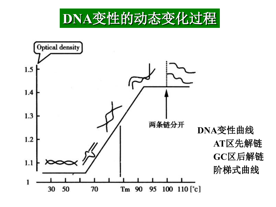 常用分子生物学技术药学本科_第4页