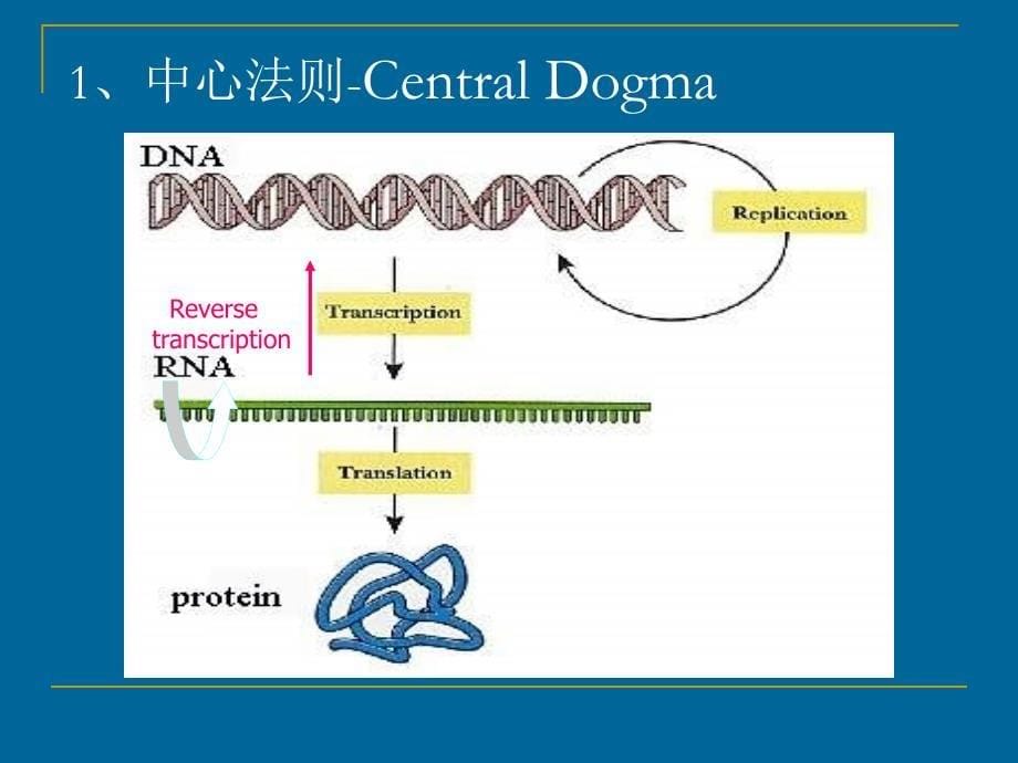 微生物发酵产酶_第5页