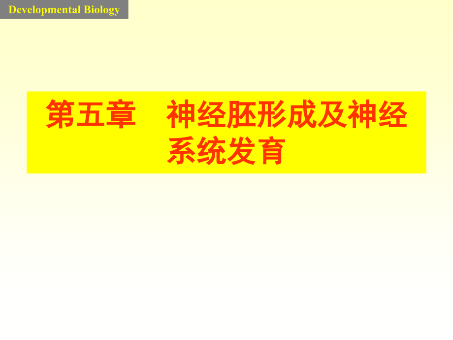 yj神经胚形成及神经系统发育1_第1页