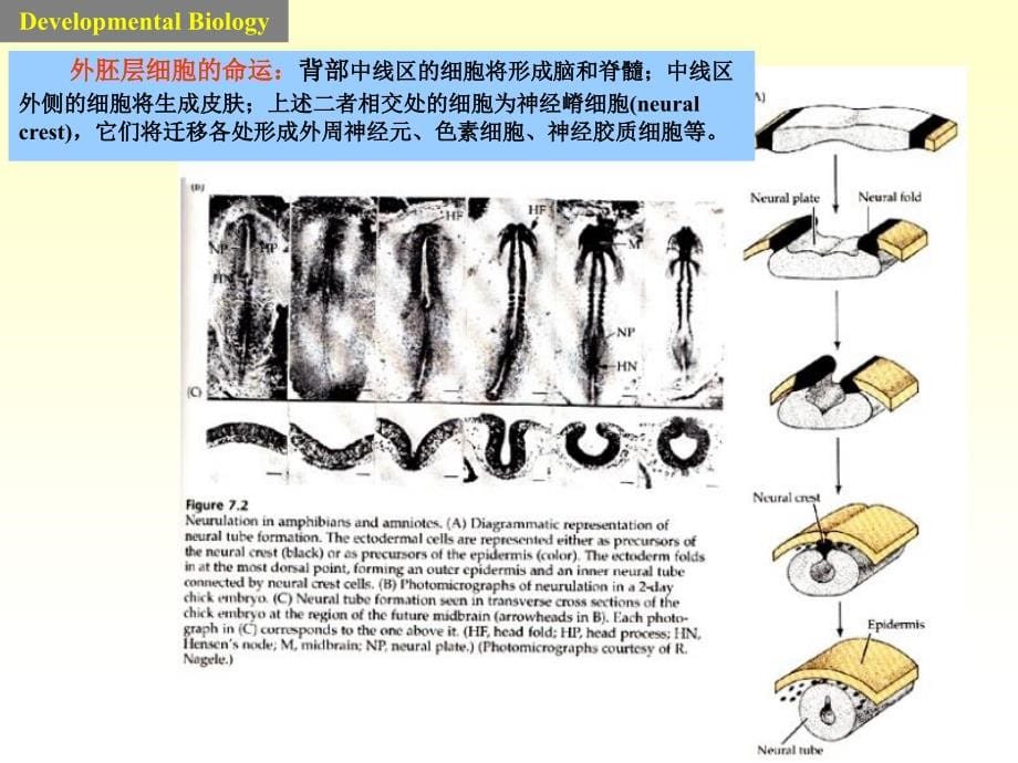 yj神经胚形成及神经系统发育1_第5页