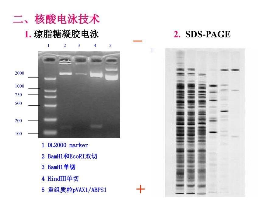 基因工程基本原理简介_第5页