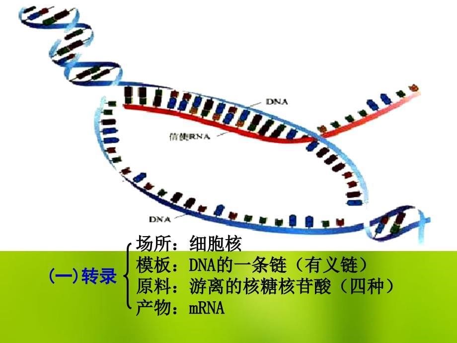 高中生物《基因对性状的控制》课件4新人教版必修2_第5页