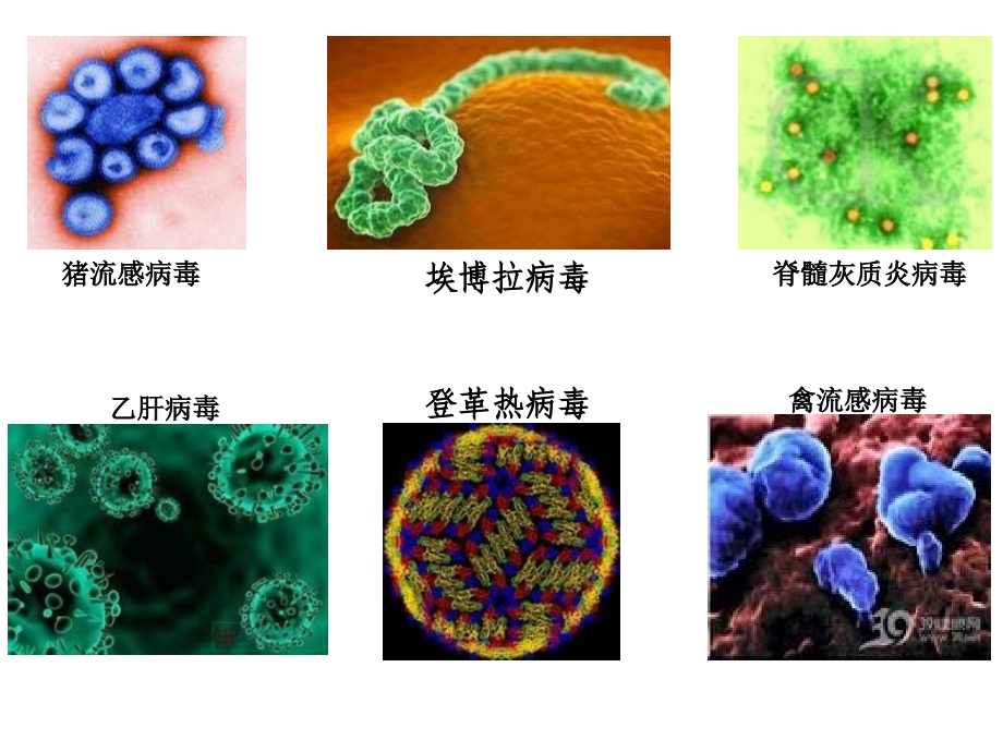 必修32-4免疫调节理_第3页