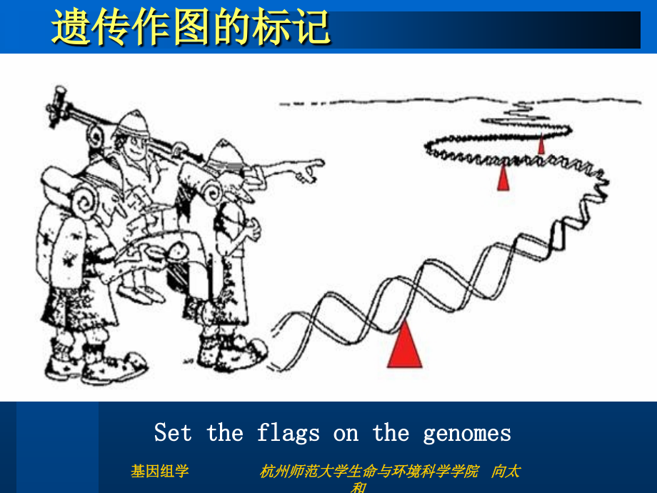 molecularmarker遗传学图谱_第2页