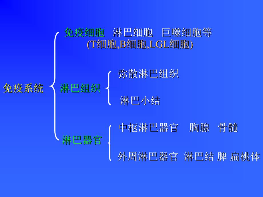 组织胚胎学课件组织胚胎学课件09-免疫系统_第3页