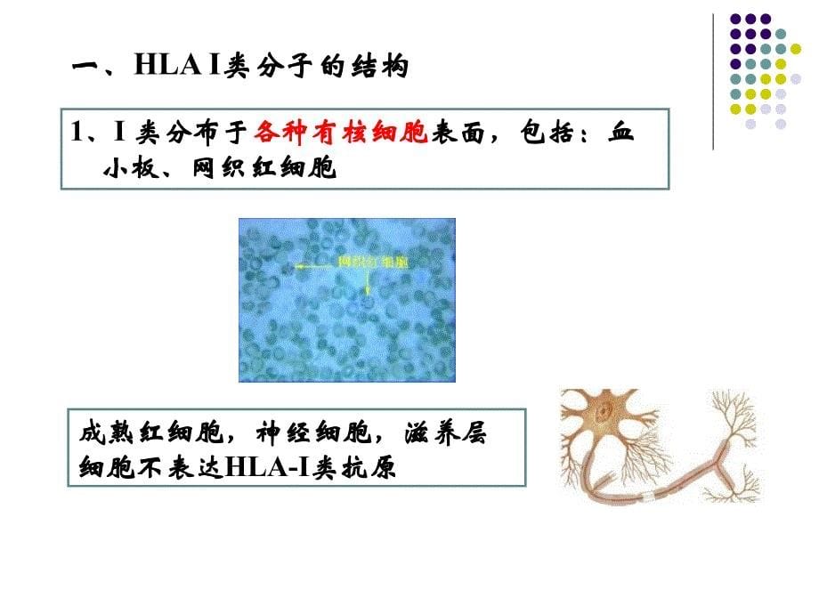 主要组织相容性复合体及其分子免疫学_第5页