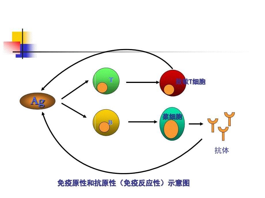 医学免疫学抗原2016_第5页