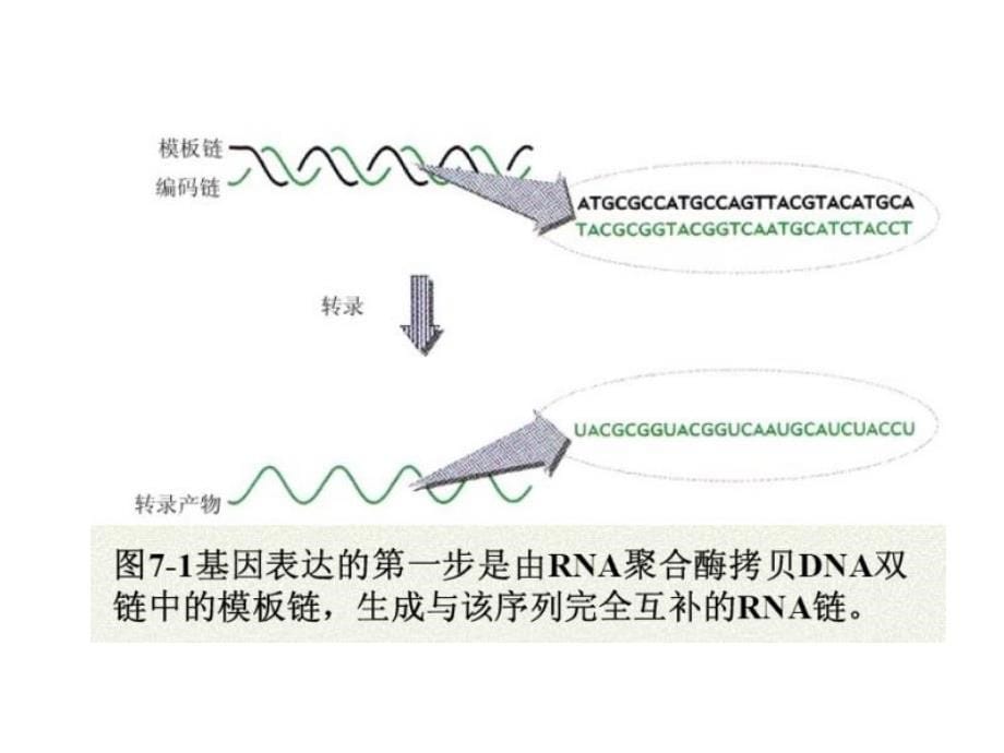 -基因表达调控2_第5页