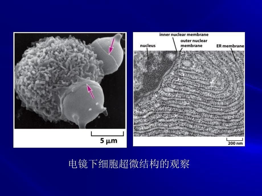 细胞生物学研究方法杨恬_第5页