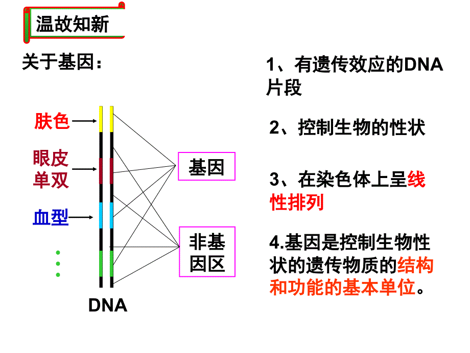 基因的表达2016届高三生物一轮复习_第2页