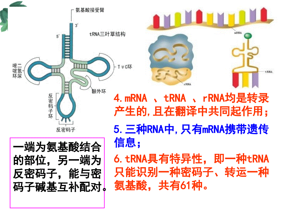 基因的表达2016届高三生物一轮复习_第4页