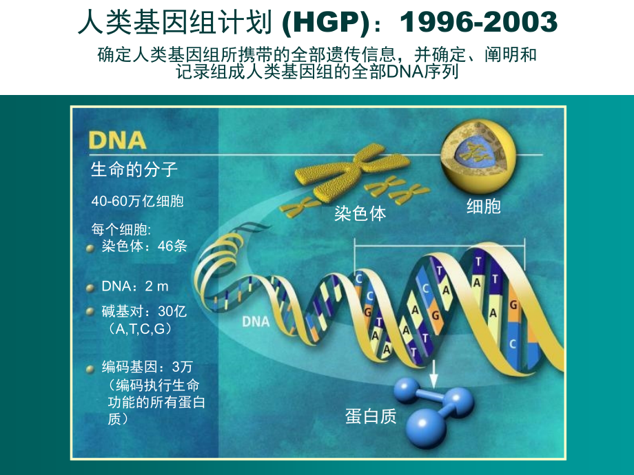 肿瘤靶向性药物个体化治疗-李智_第2页