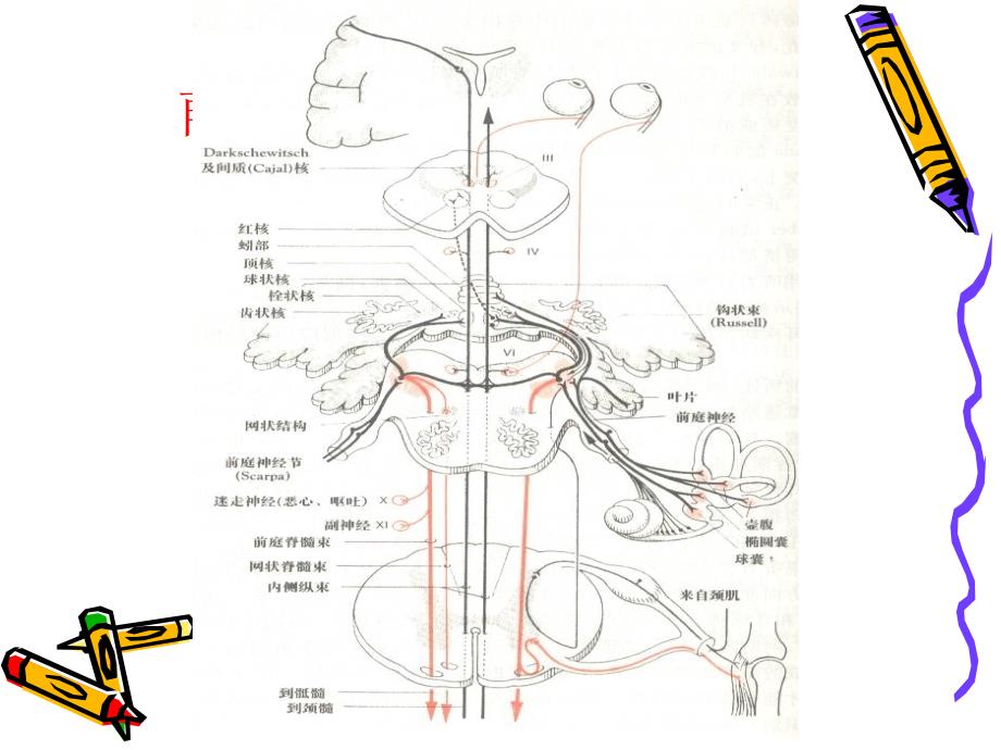 良性阵发性位置性眩晕_第4页