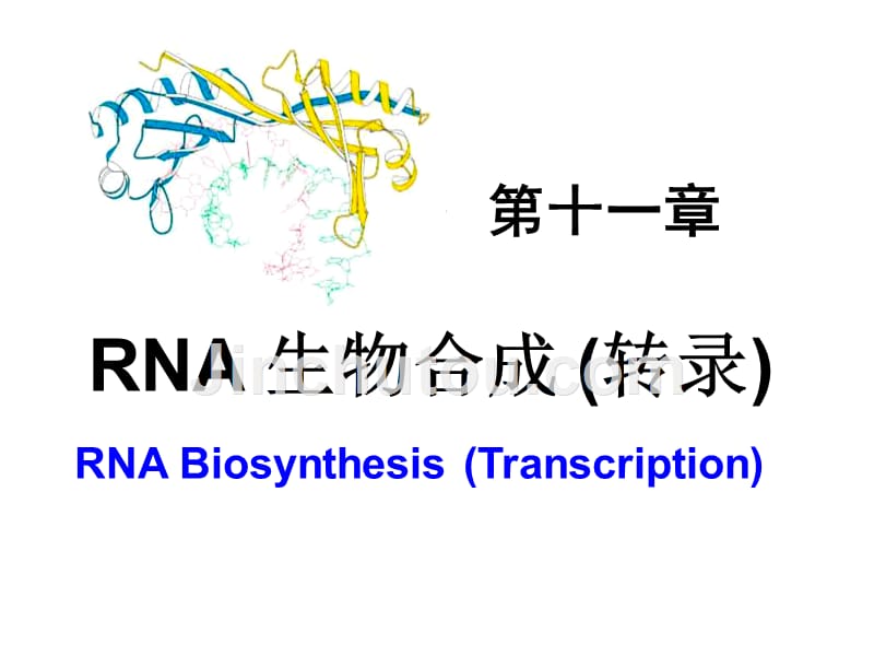 生物化学课件转录_第1页