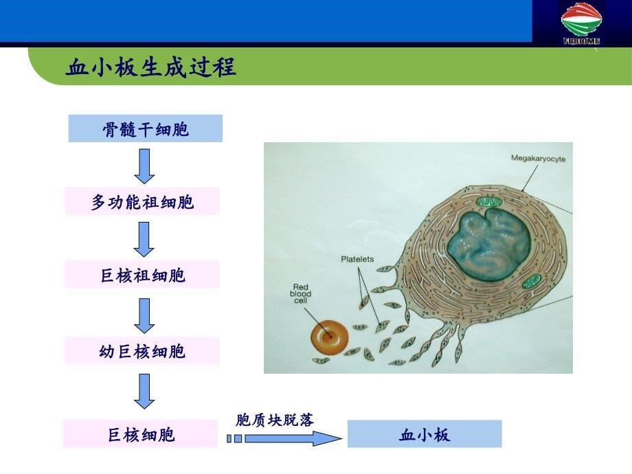 血小板抗体检测临床应用妇产科篇_第5页