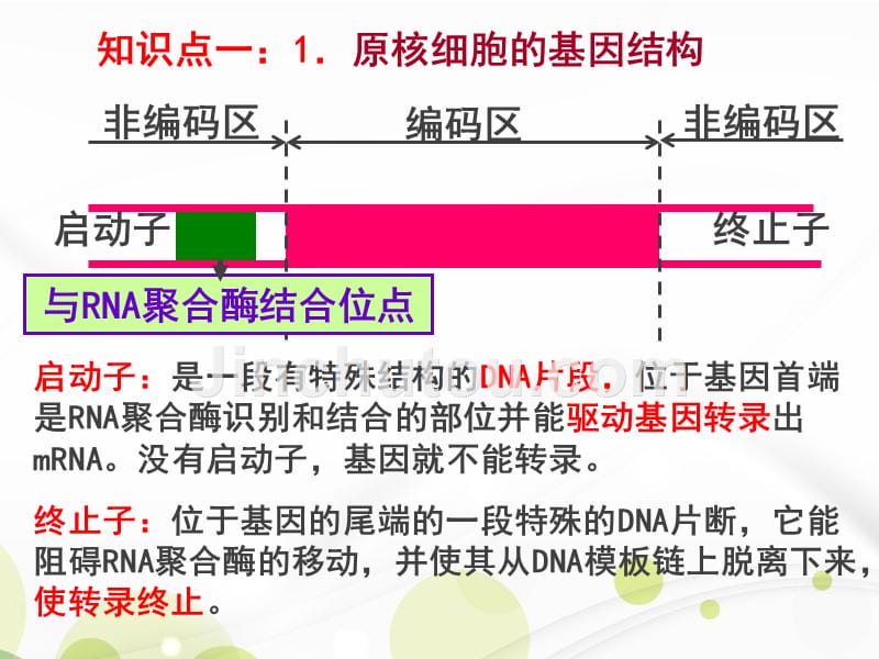 上课用人教版生物选修三12基因工程的基本操作程序教学课件共46张_第2页