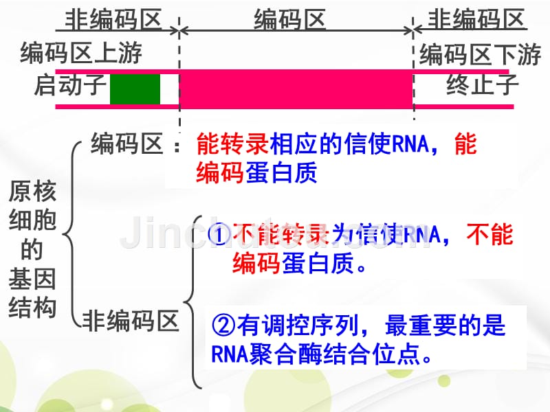 上课用人教版生物选修三12基因工程的基本操作程序教学课件共46张_第3页