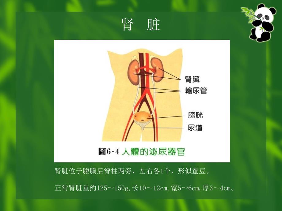 认识肾脏疾病_第2页