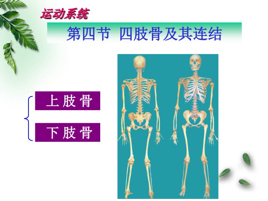 解剖学运动系统四肢骨及其连结临床专业2015_第1页