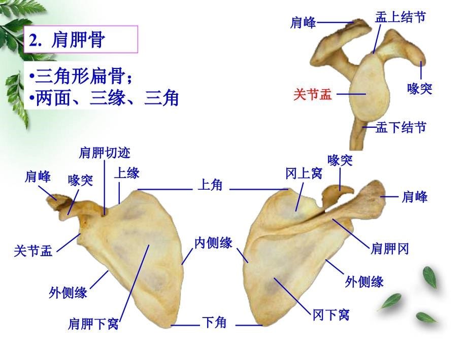 解剖学运动系统四肢骨及其连结临床专业2015_第5页