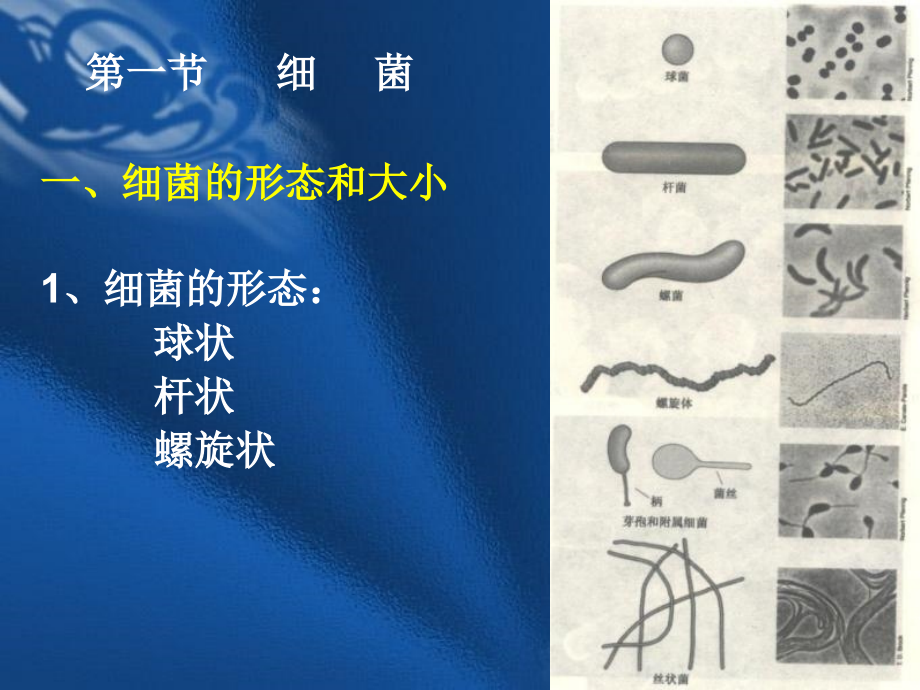 原核微生物的形态构造和功能_第2页