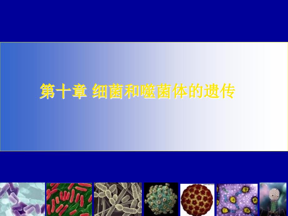 细菌与噬菌体的遗传重组分析_第1页