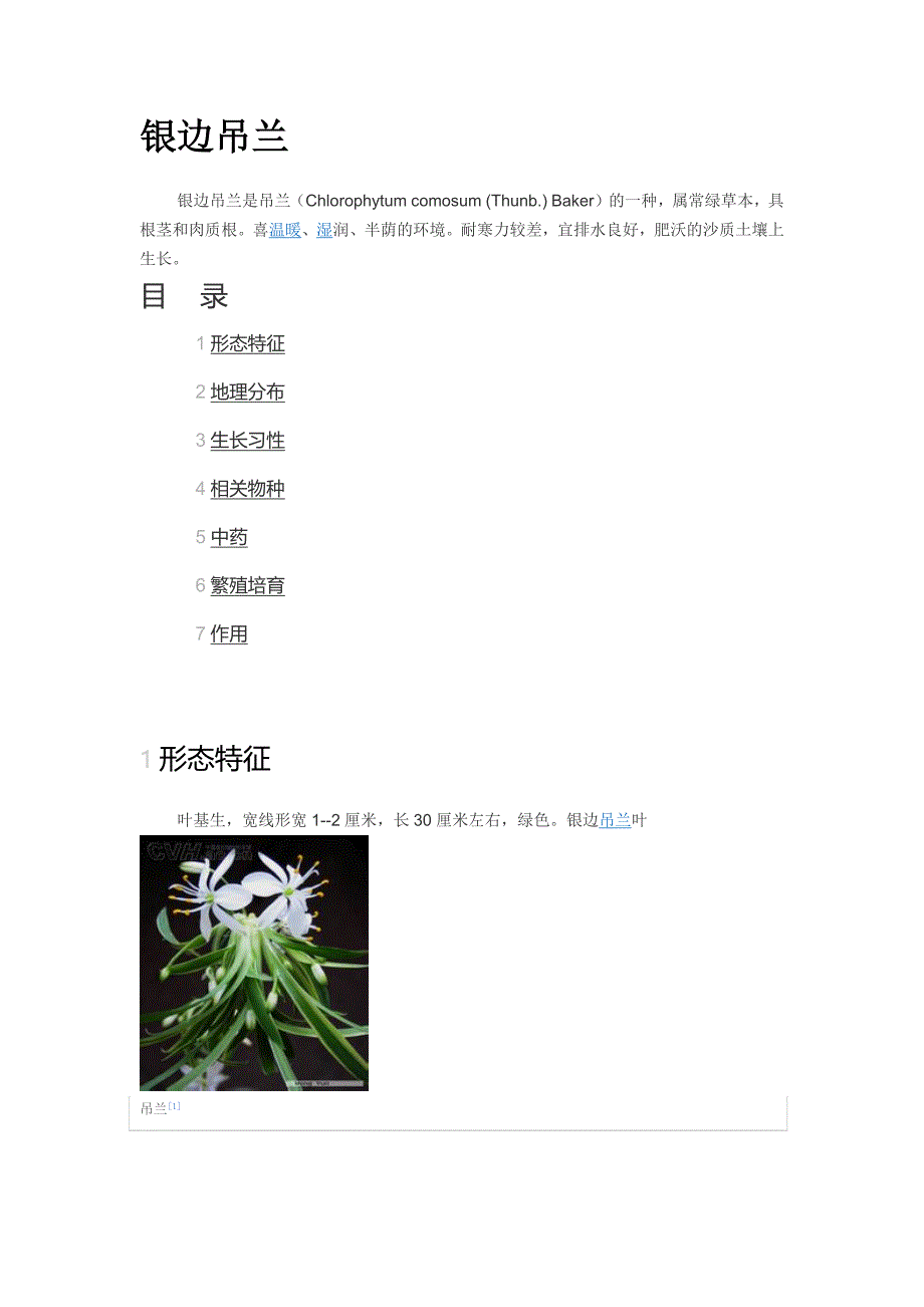 养花- 吊兰、常青藤_第1页