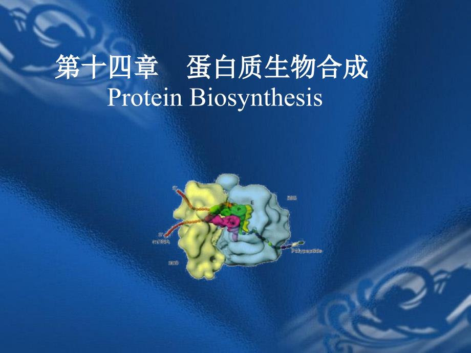 生物化学课件蛋白质的生物合成_第1页