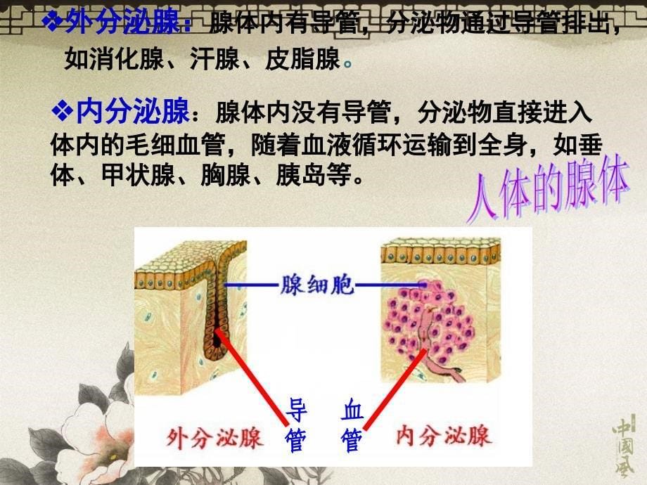 内分泌系统与体液调节_第5页