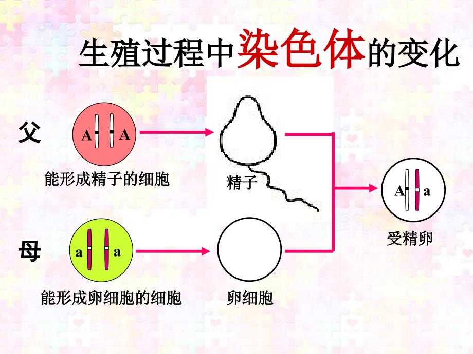 基因的显性和隐性课件人教新_第4页