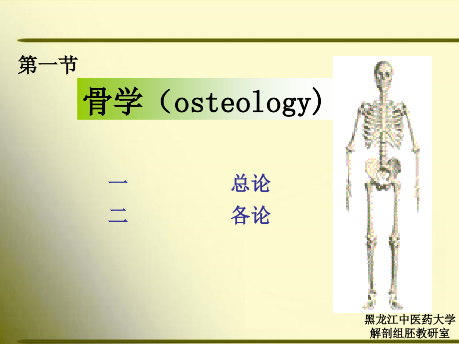 正常人体解剖学骨学1_第3页