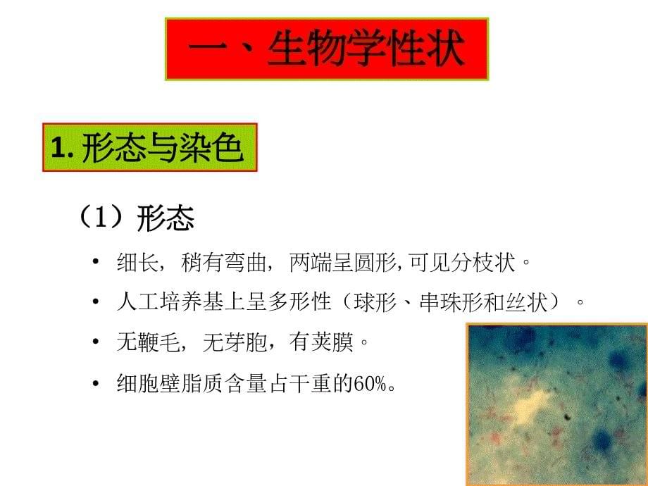 分枝杆菌属Mycobacterium_第5页