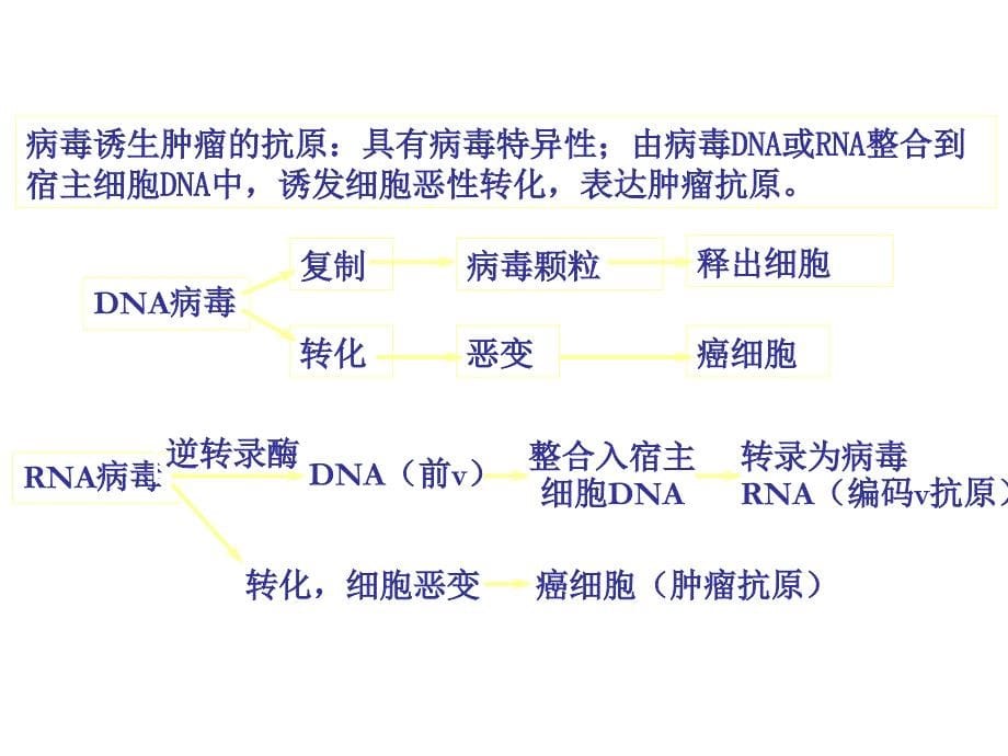 肿瘤免疫_第5页