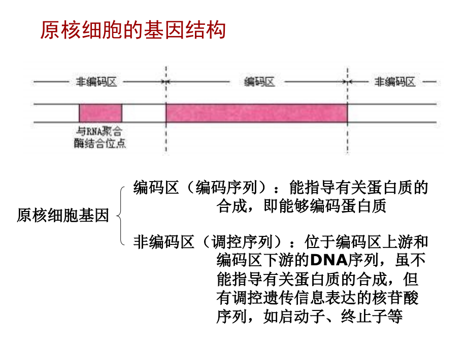 高中生物选修12基因工程的基本操作程序_第2页