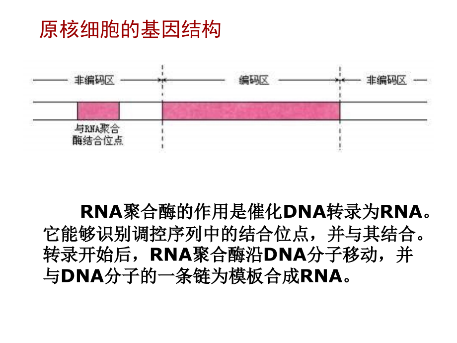 高中生物选修12基因工程的基本操作程序_第3页